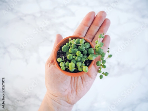 Fototapeta Caucasian hand holding a small terracotta pot with a senecio rowleyanus, commonly known as a string of pearls