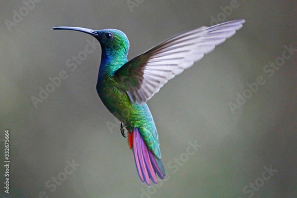 Obraz Green-Breasted Mango Female 1