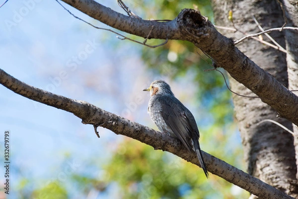 Fototapeta ヒヨドリ