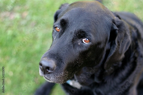 Obraz silly old puppy