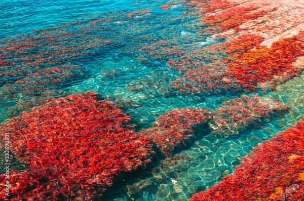 Fototapeta Red seaweed on the bottom of the sea. Summer background with copy space