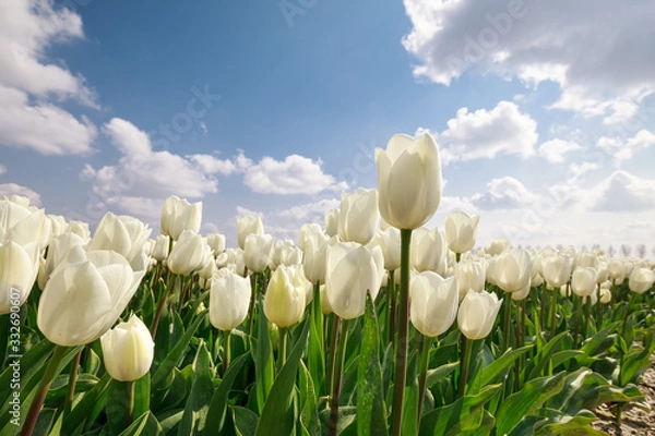 Fototapeta białe tulipany z bliska na zewnątrz