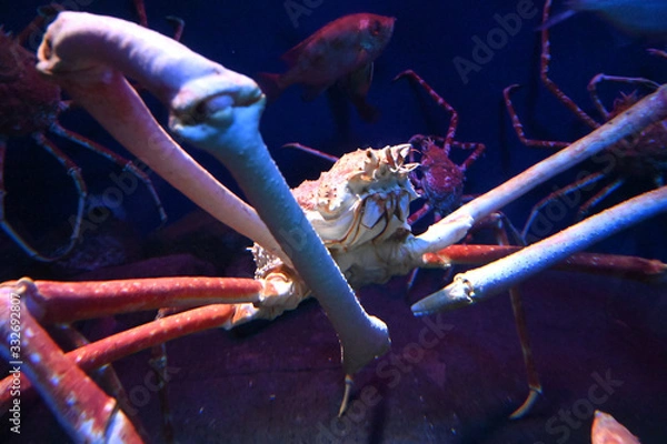 Fototapeta 深海に生息する巨大な蟹　タカアシガニ（日本の新江ノ島水族館）