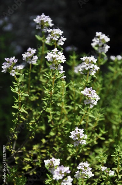 Obraz Thyme herb