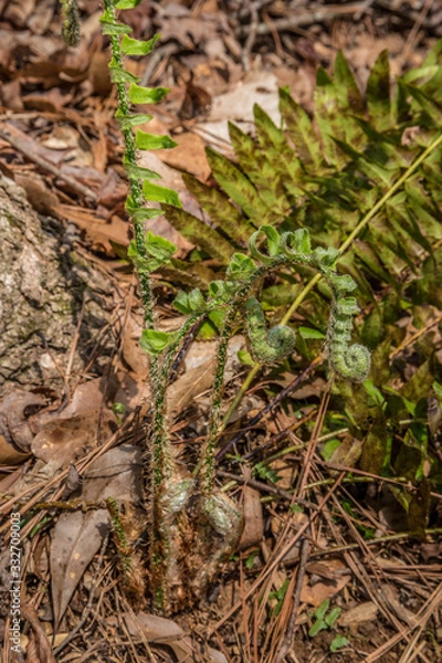 Fototapeta Fern emerging in early spring