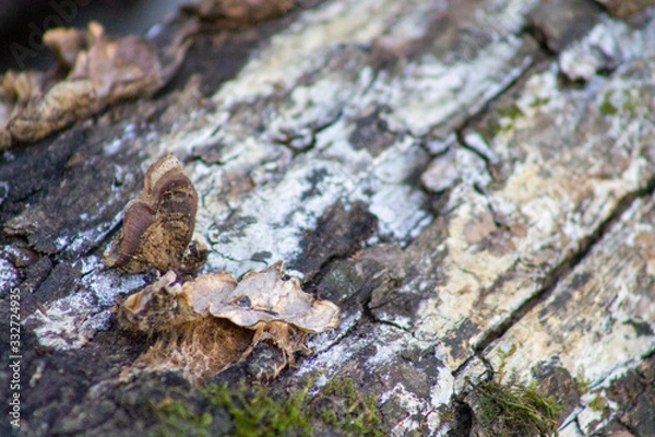 Fototapeta setas en el tronco de un árbol