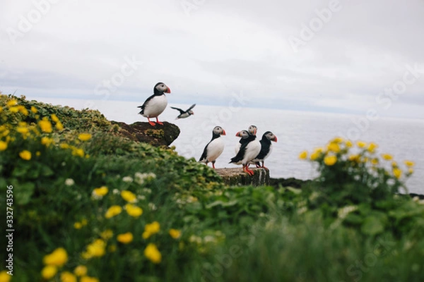Obraz Puffins on Grimsey Island, North Iceland