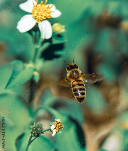 Obraz Bee flying to flower