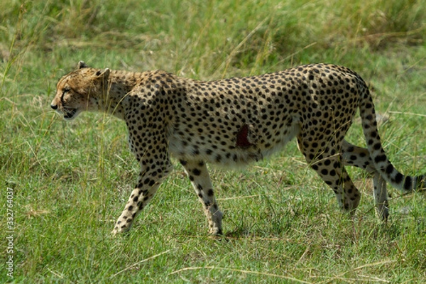 Fototapeta Cheetah with gash on its side