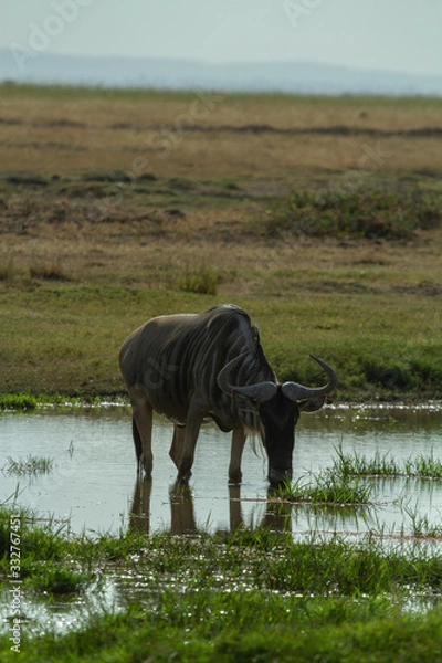 Obraz Wildebeest stomping through water