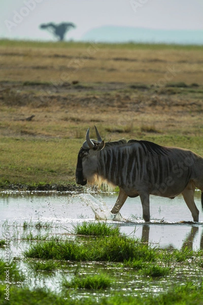 Obraz Wildebeest stomping through water