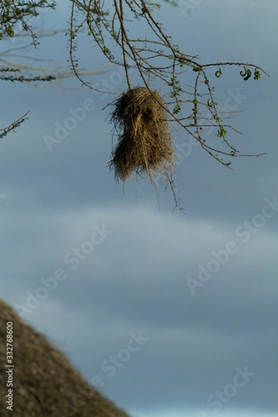 Obraz Bird Nest hanging in a tree 