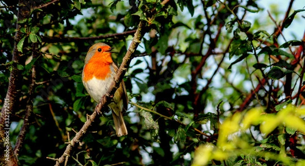 Obraz Robin Redbreast