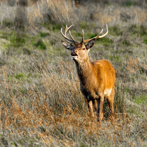 Obraz Red Stag Killarney Kerry Ireland