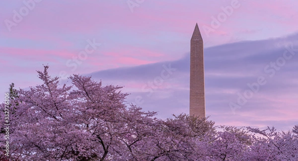 Fototapeta Cherry blossom at Tidal Basin in Washington DC with the Washington monument in the background at sunrise