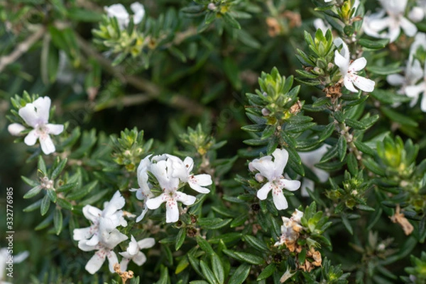 Obraz White flowers of Westringia fruticosa