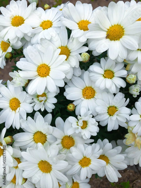 Fototapeta Close up white daisy chamomile chrysanthemum flower