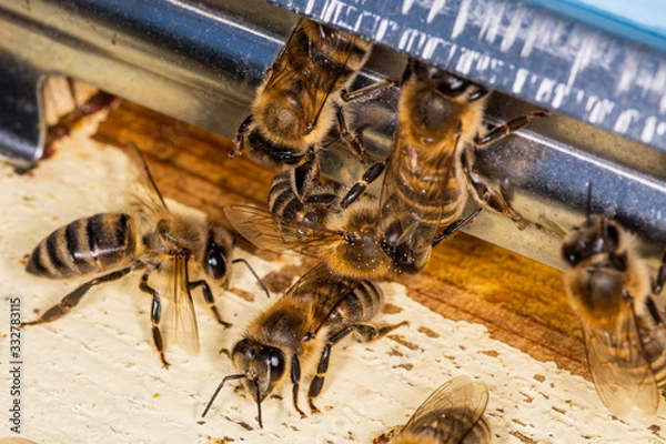 Fototapeta A bunch of bees at the entrance to the hive