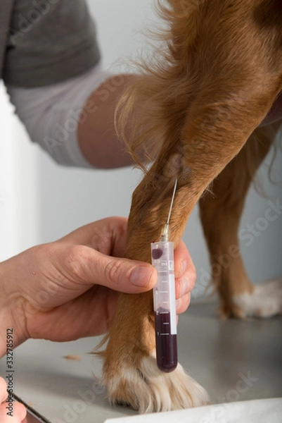 Obraz Taking a blood sample of a dog in a veterinary practice