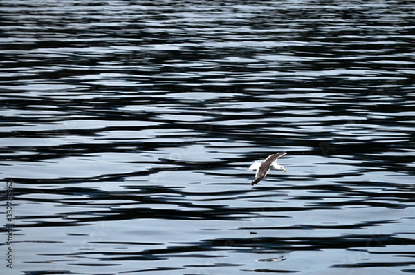 Obraz Seagull flying over the lake