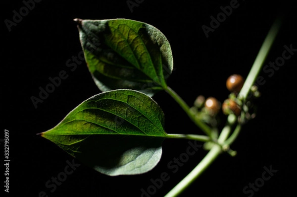 Obraz つる草の葉