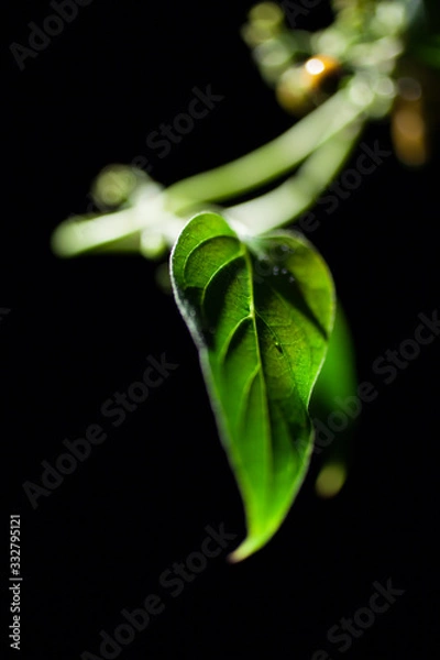 Obraz つる草の葉