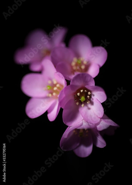 Obraz ピンクの花