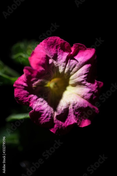 Obraz ペチュニア