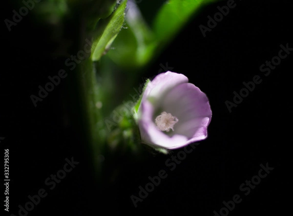 Obraz 小さなピンクの花