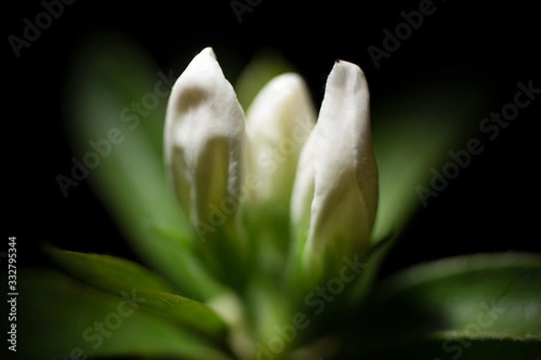 Obraz 白いツツジのつぼみ