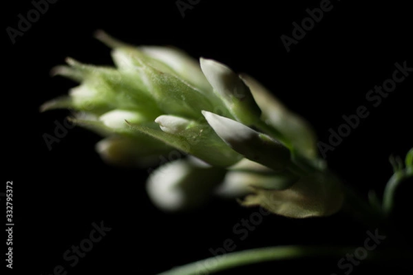 Obraz 白いツツジのつぼみ