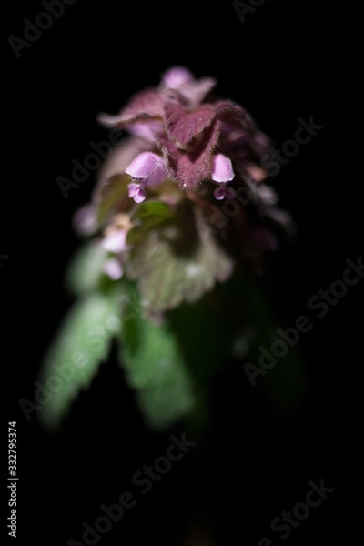 Obraz 小さな野草