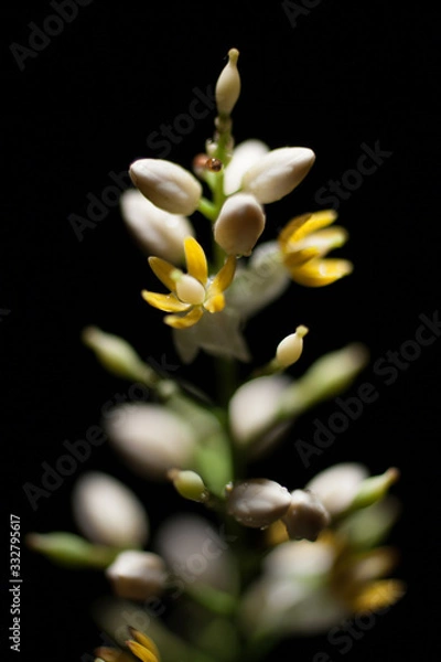 Obraz 小さな白い花