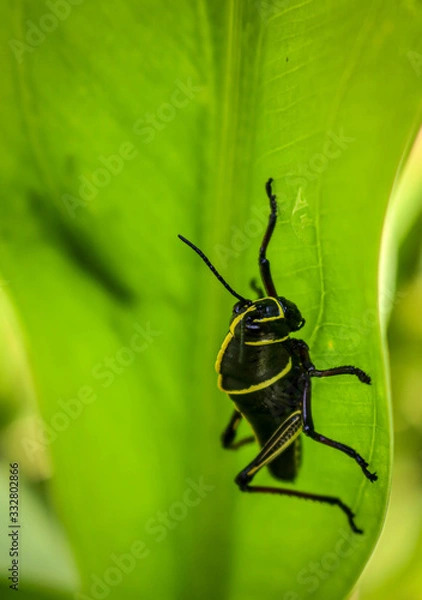Obraz Sitting on a Leaf