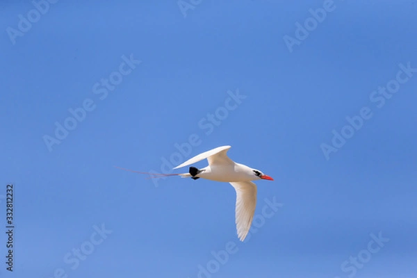 Obraz Re-tail Tropical Bird