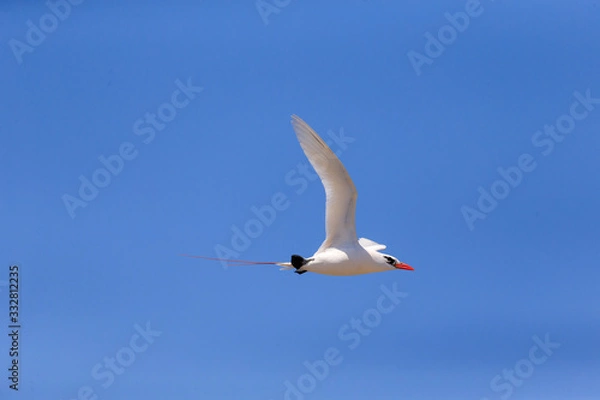 Obraz Re-tail Tropical Bird