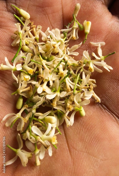 Obraz Neem Flowers
