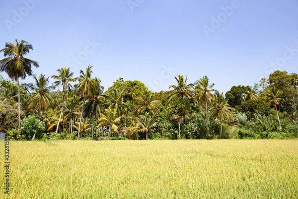 Fototapeta Panorama of a rice field with palm trees on a sunny day.
