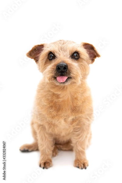 Obraz 舌を出すノーフォークテリア