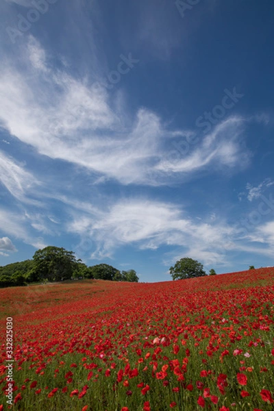 Fototapeta ポピー
