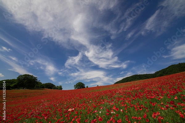 Fototapeta ポピー