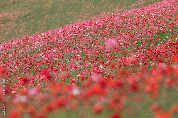 Fototapeta ポピー