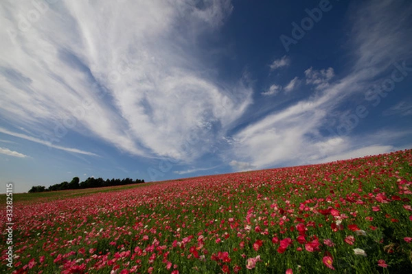 Fototapeta ポピー