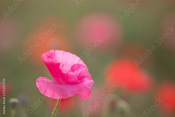 Fototapeta ポピー