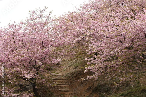 Obraz 河津桜