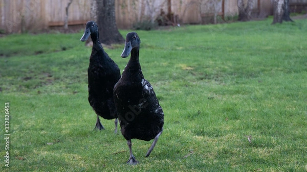 Obraz Black Runner Ducks