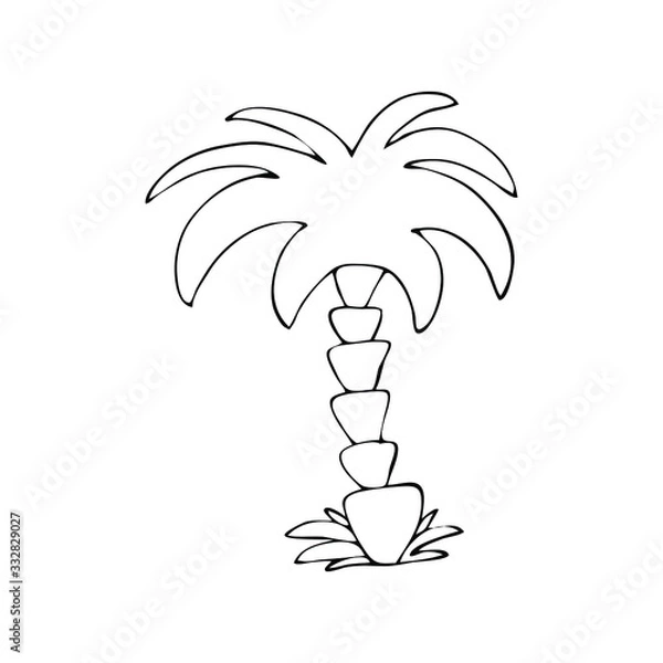 Fototapeta Hand drawn palm. Vector illustration for coloring book and summer design.