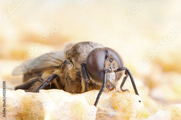 Fototapeta bee