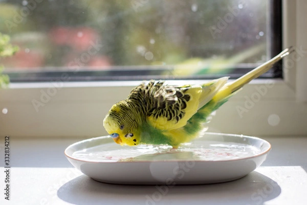 Obraz bathing of a budgie