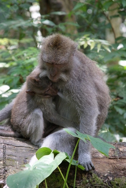 Obraz Monkey in Bali